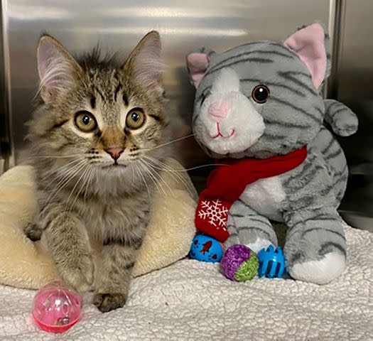 <p>Connecticut Humane Society</p> Lotus the kitten at the Connecticut Humane Society before he was adopted by Sarah Jessica Parker