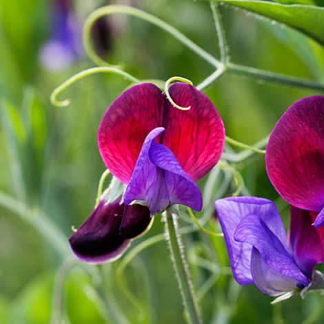 Plant seeds of sweet peas now
