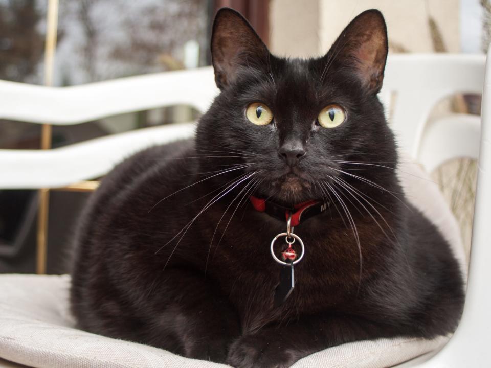 black cat red collar