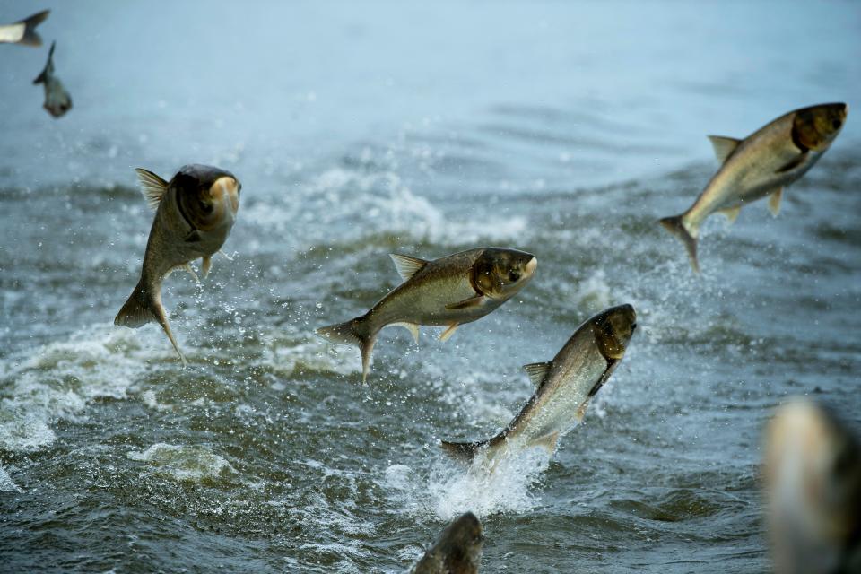 Silver carp, a species of Asian carp invading the Midwestern waterways, leap through the air above the Ohio River near the confluence of the Wabash River July 15, 2018. The fish's cousin, the bighead carp, is also creating havoc to the ecosystem. Silver carp are known to become excited by the sound or vibrations of motor boats creating a dangerous situation for local boaters.