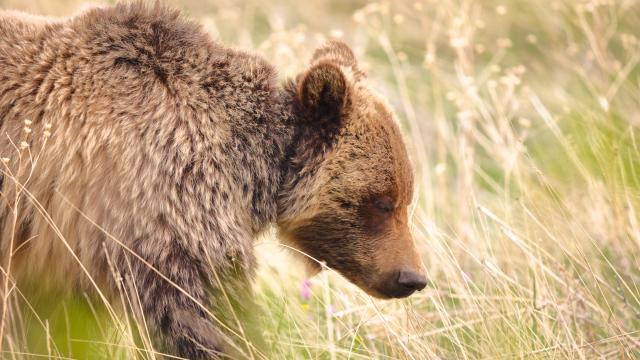 grizzly bear attack