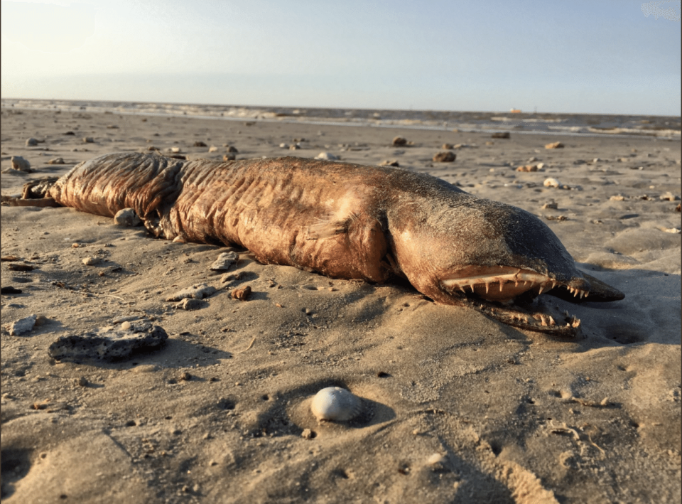 A unidentified fanged creature was beached in Texas City, Texas, on September 6, 2017.