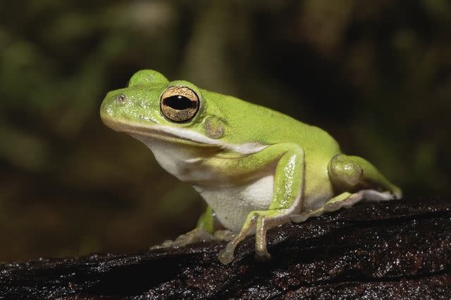 <p>Adam Jones / Getty Images</p> The American green tree frog occurs across a swath of the U.S. Southeast.