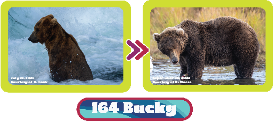 See the transformation of Bear 164 Bucky from July to September in 2023. / Credit: N. Boak/National Park Service (left) and K. Moore/National Park Service (right)