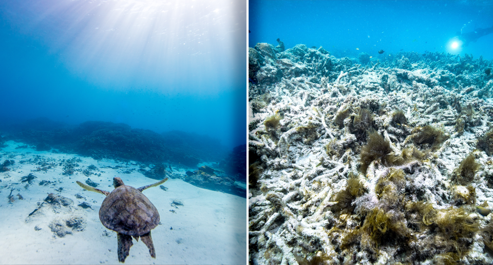UNESCO has warned the Great Barrier Reef is 'in danger. Source: Getty / AAP