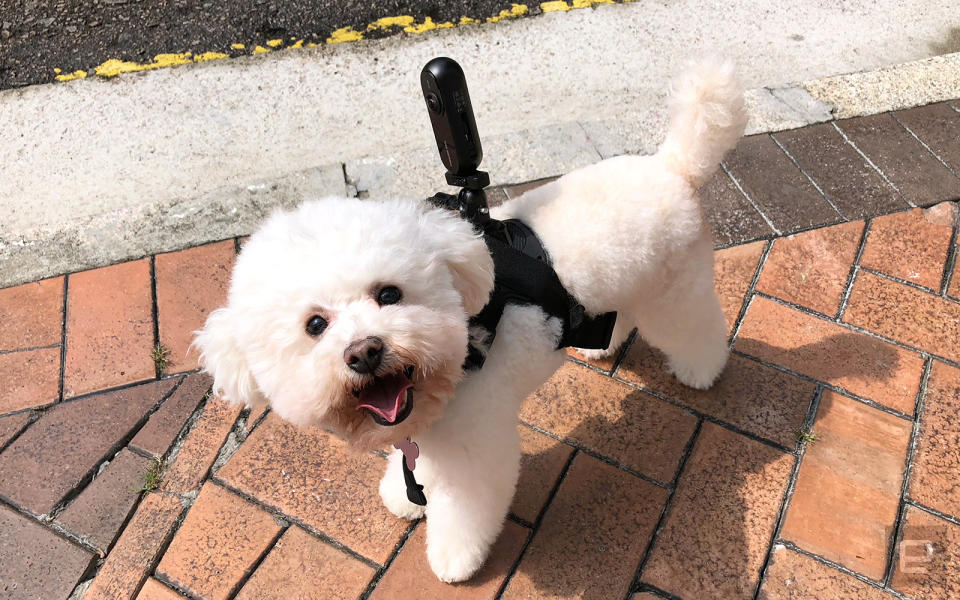 Insta360 One with a dog vest mount.