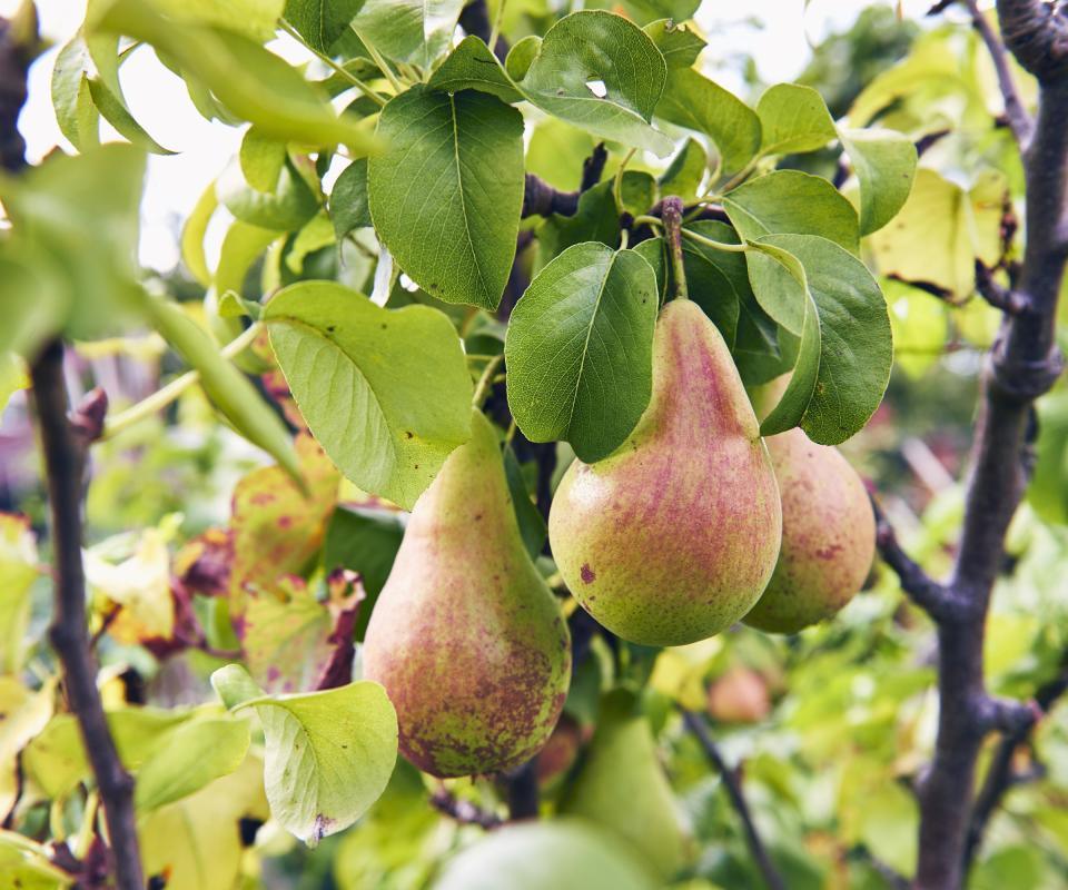 Pears growing on tree