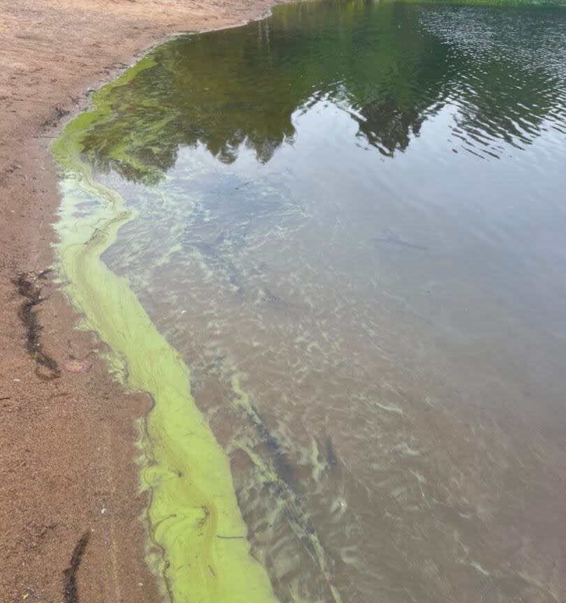 Blue-green algae bloom along the shore of Cunard Pond in 2023.