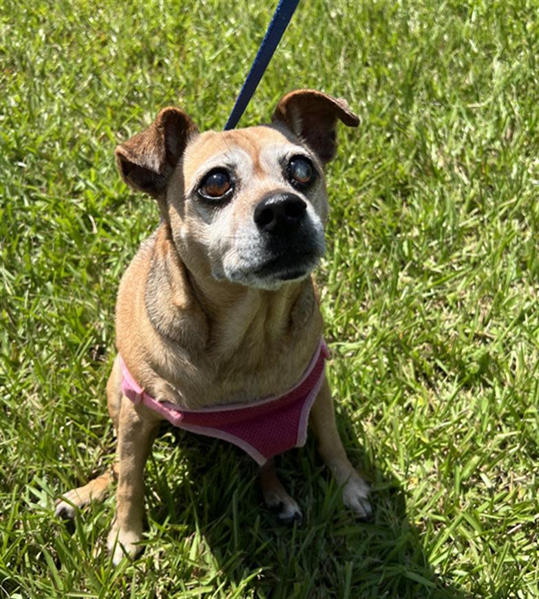 The Humane Society of Vero Beach & Indian River County Humane Society has many animals available for adoption, including, Minnie, a senior hoping to spend the rest of her life with a loving owner. She is 15 years old and weighs 14 pounds.