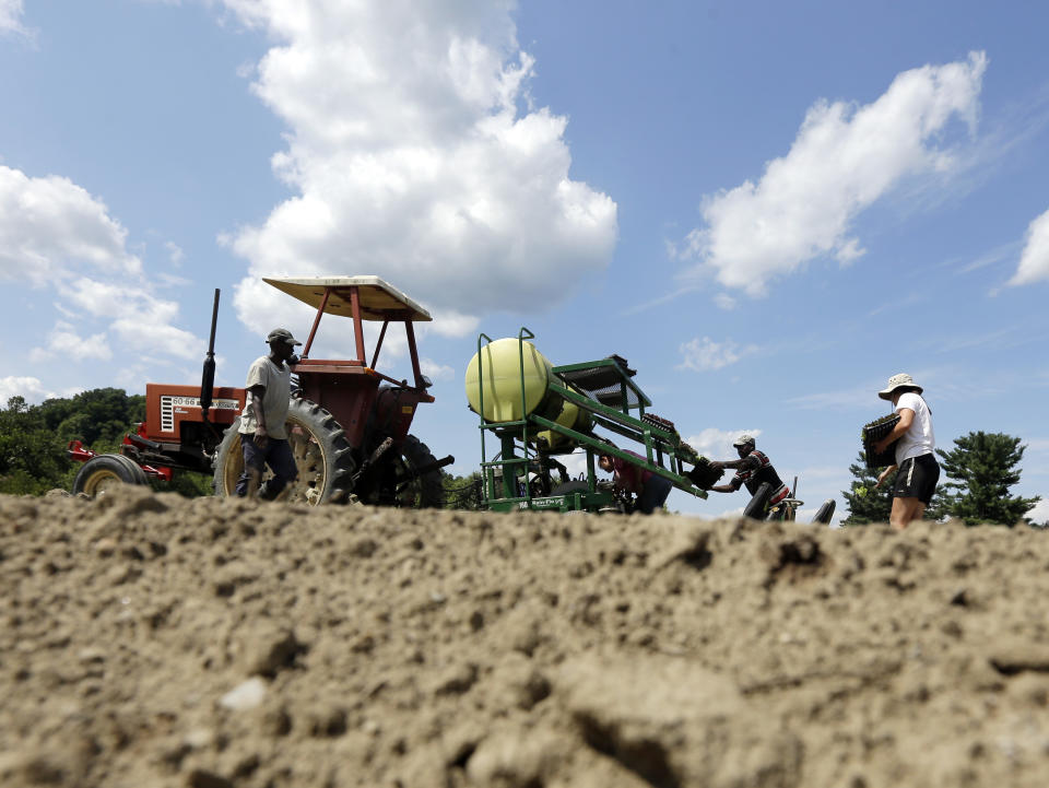 Workers transplant lettuce in a field at Denison Farm on Monday, Aug. 12, 2013, in Schaghticoke, N.Y. Participants in the Certified Naturally Grown program must adhere to organic principles such as avoiding synthetic chemicals. Proponents say the program lets them promote their commitment to sustainable agriculture without the cost and extensive paperwork of the USDA program. (AP Photo/Mike Groll)