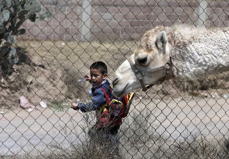 A child walks near a camel, beside a fence during a media tour organised by the circus workers union, to show the animals from some circuses that have already shut, in a town called Tizayuca, near Mexico City, March 9, 2015. REUTERS/Henry Romero