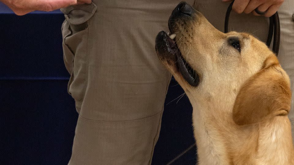 Zeus looks up at a training certification for him and handler Matthew Lindberg. - Tristen Rouse/CNN