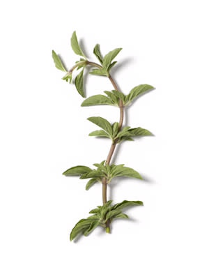 Oregano