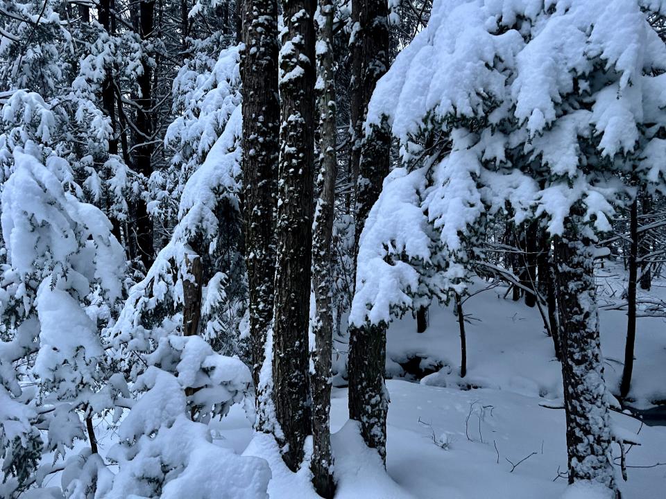 Eastern hemlock and balsam fir trees laden with snow in North Berwick, Maine.