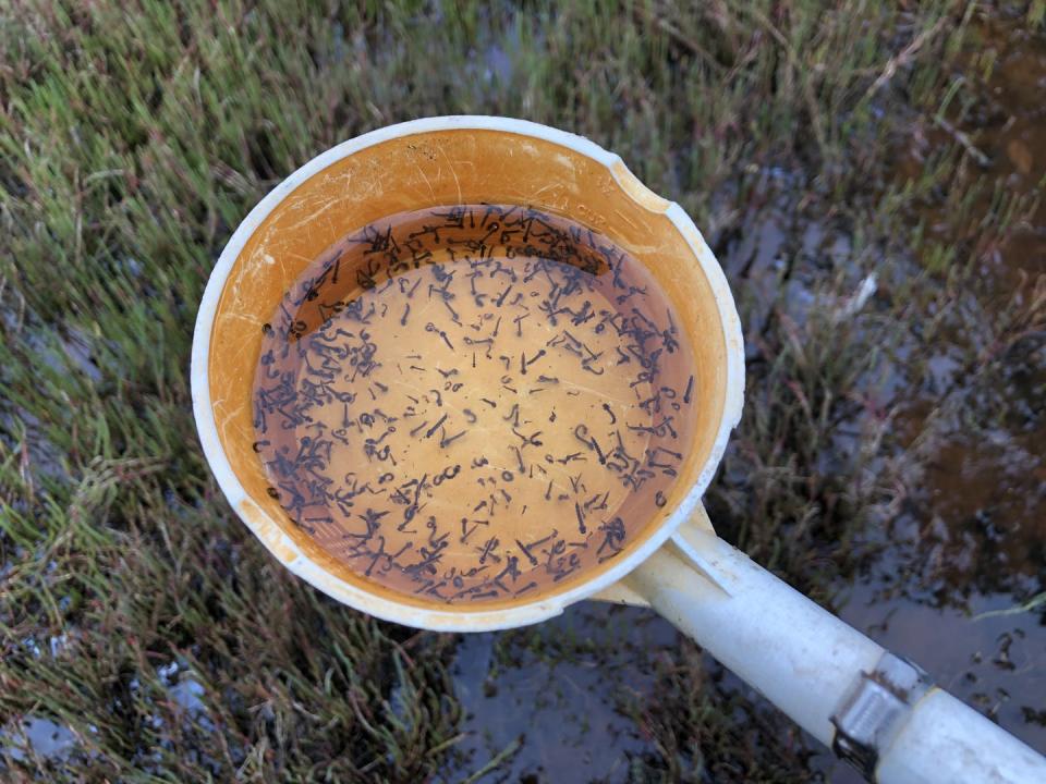 <span class="caption">Floodwaters can trigger the hatch of millions of mosquito larvae.</span> <span class="attribution"><span class="source">Cameron Webb/NSW Health Pathology</span></span>