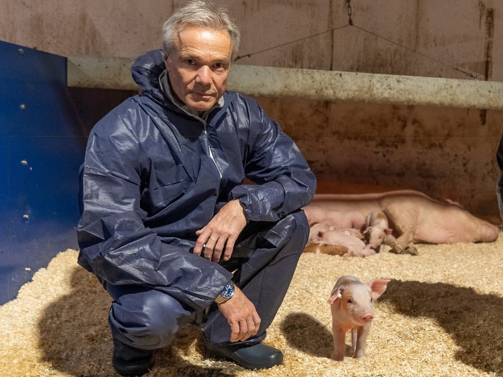 "Hannes Jaenicke: Im Einsatz für das Schwein": Der Schauspieler in einem neuartigen Familienhaltungsstall für Schweine von Ralf Remmert in Brandenburg. (Bild: ZDF / Moritz Geiger)