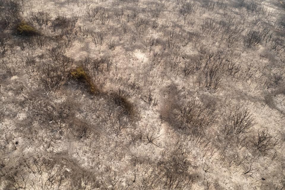 Burnt trees are seen in the town of Alexandroupolis, in the northeastern Evros region, Greece, Tuesday, Aug. 22, 2023. Hundreds of firefighters struggled Tuesday to control major wildfires burning out of control for days in northeastern Greece and on Tenerife in Spain's Canary Islands, with strong winds fanning the flames and prompting evacuations of villages and a city hospital in Greece. (AP Photo/Achilleas Chiras)