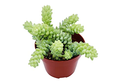 Live Succulent 4