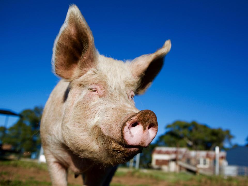 Pigs' brains partially revived four hours after death with synthetic blood machine