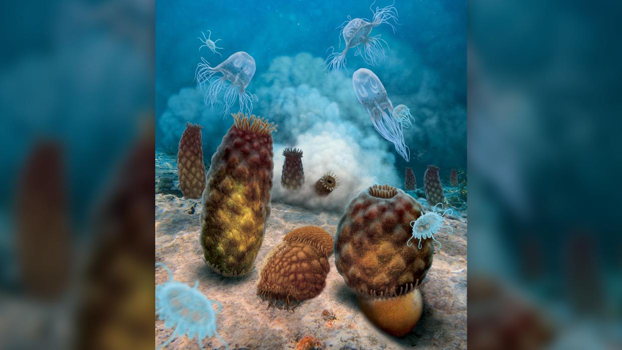  The ancient sea anemones whose blobby fossils were mistaken for jellyfish. 