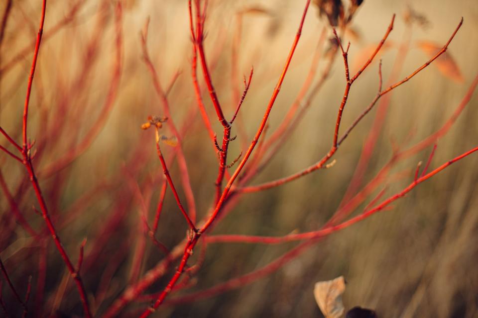 a close up of red twig dogwood