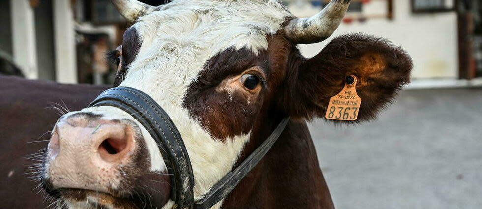 La vache Neige, quatre ans, de race abondance tiendra le haut de l’affiche en février prochain. Elle est la mascotte de la 58e édition du salon.
