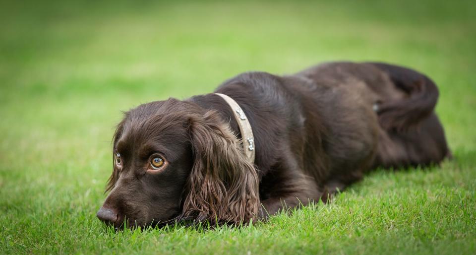 medium sized dog breeds boykin spaniel