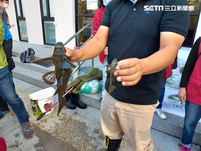 垃圾魚在台灣因為沒天敵而嚴重傷害我國原生魚種。（圖／記者許書萓攝影）