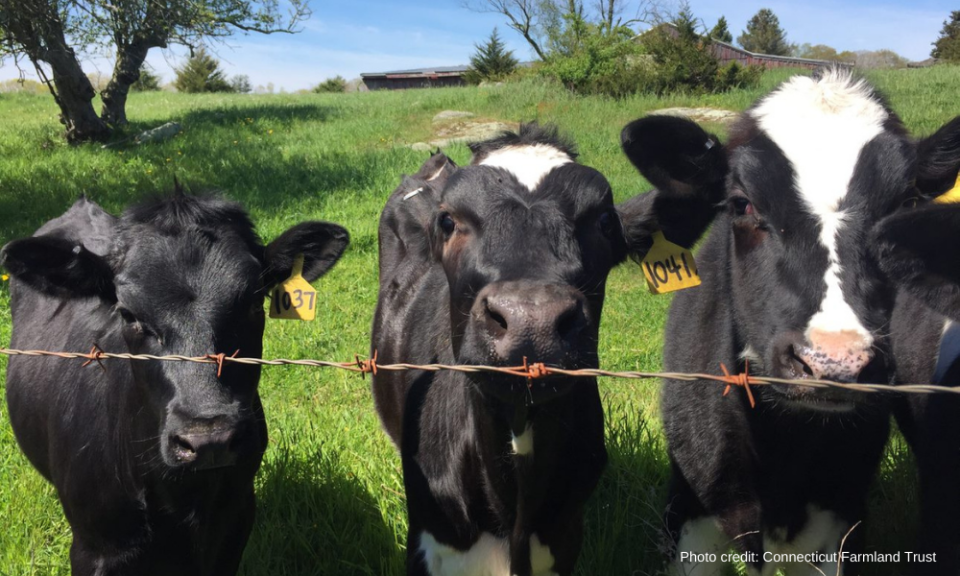 Cows at the Gallup Homestead Farm. Owner Byron Gallup had the 498 acre farm protected by the state through the Farmland Preservation Program. This means the land can only ever be used for agriculture.