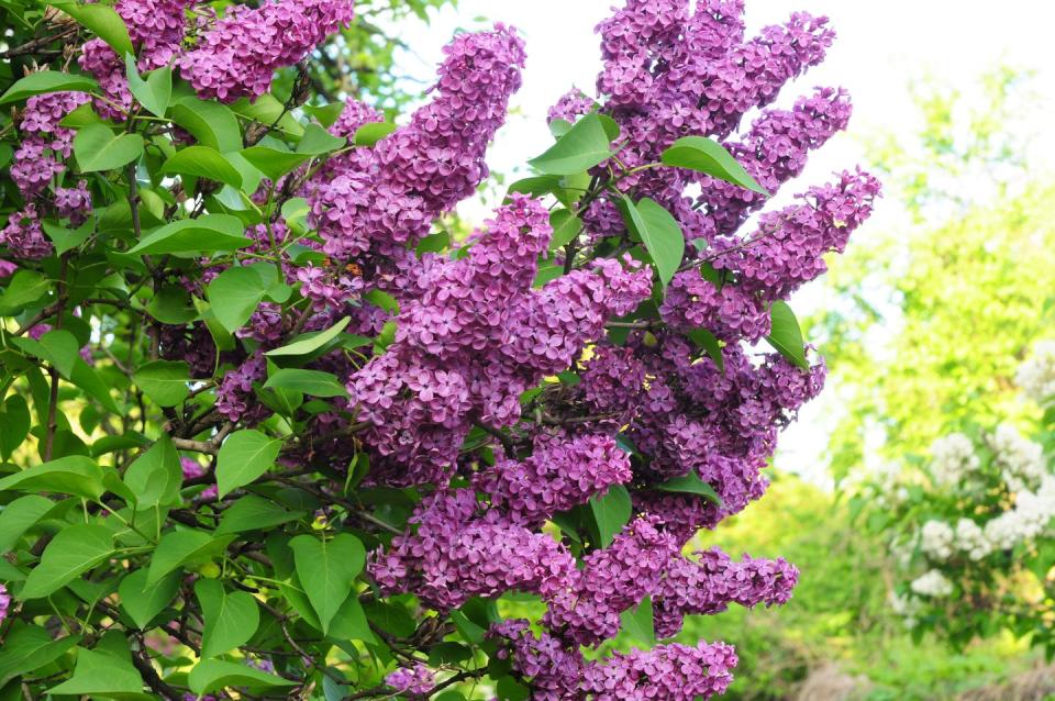 best privacy trees lilac