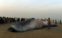 <p>Onlookers gather around a 23 feet dead whale washed ashore at the Juhu Chowpatty in Mumbai on January 29, 2016. </p>