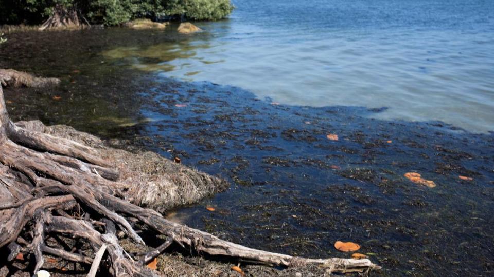 Grandes esteras marrones de algas en descomposición estaban presentes a lo largo de las costas del costero Condado Manatee y Anna Maria Island esta semana. Algunas algas flotan cerca de la costa el miércoles 24 de abril.