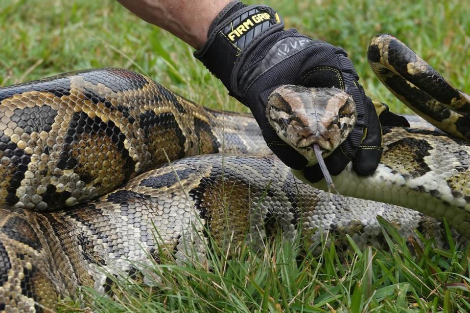 En esta foto del 10 de enero de 2020, Robert Edman, de la Comisión de Vida Silvestre de Florida, captura un pitón birmano durante una competencia en Sunrise, Florida.