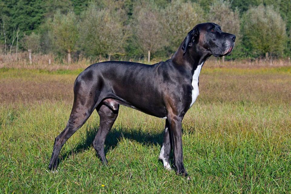 tallest dog breed great dane standing in a meadow