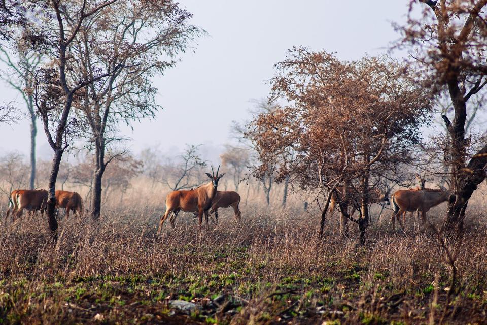 Roan antelope in Pendjari National Park