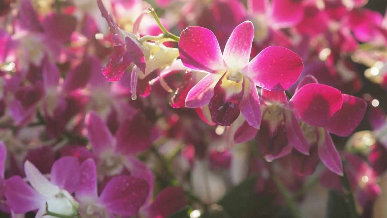 pink, purple orchids dendrobium lindley, orchidaceae, dendrobium phalaenopsis beautiful bouquet on blurred of nature background