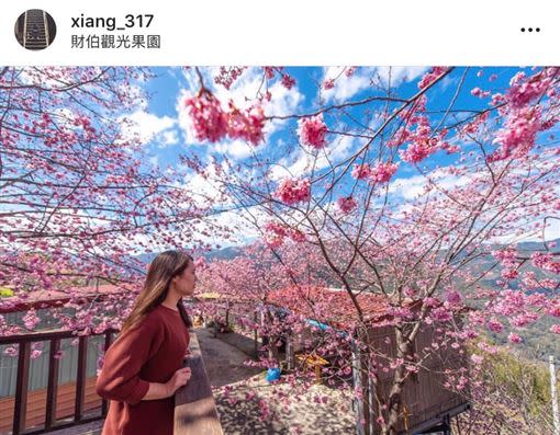 新竹私房秘境「財伯觀光果園」的空中涼亭，倚靠在這有種被櫻花包圍的幸福感！（圖／翻攝自IG：xiang_317）