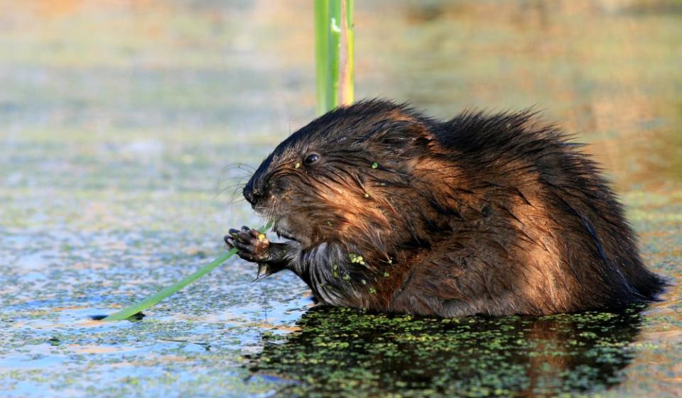 A beaver in a pond in Canada.