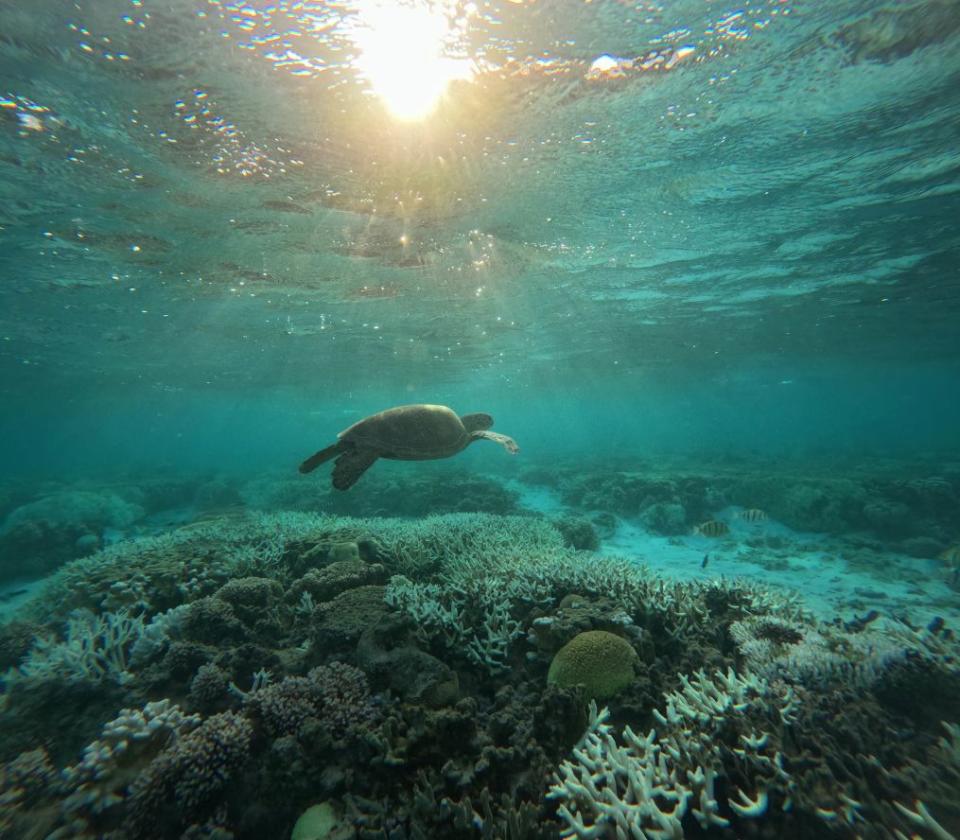 Una tortuga nada sobre coral blanqueado en la laguna de la isla Lady Elliot, en el sur de la Gran Barrera de Coral, el 19 de febrero de 2024. Crédito: Rebecca Wright/CNN