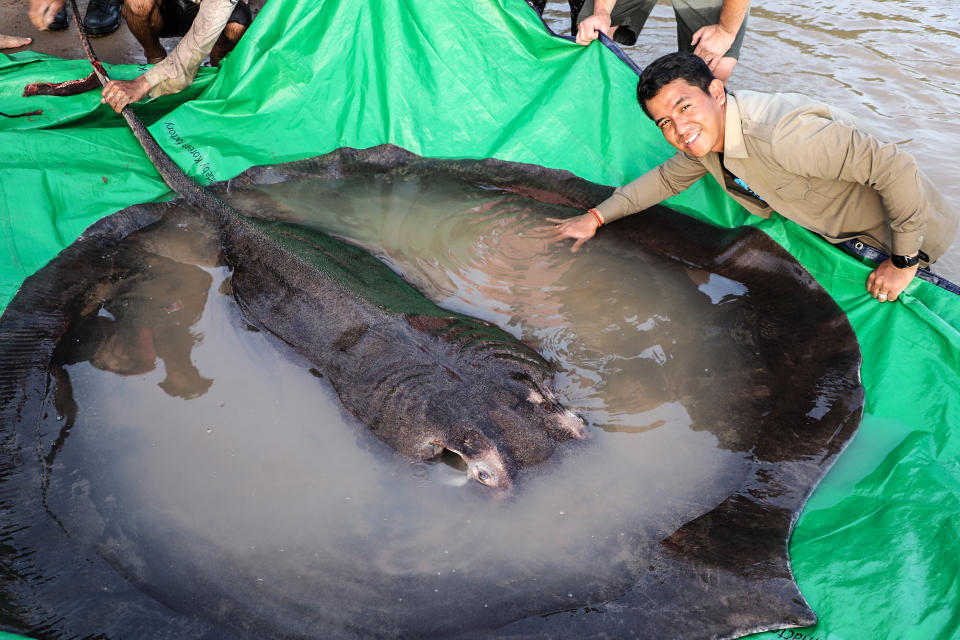 Wonders of the Mekong team members, Cambodian fisheries officials, and villagers took photos with the giant freshwater stingray. (Chhut Chheana / Wonders of the Mekong)