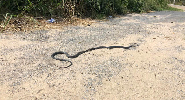 Watch the Bizarre Moment a Snake Plays Dead