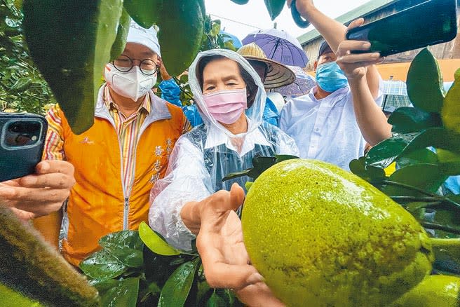 國民黨籍宜蘭縣長林姿妙民氣十足，很有可能成為首位連任的國民黨籍宜蘭縣長，圖為她颱風天視察果園照片。（李忠一攝）