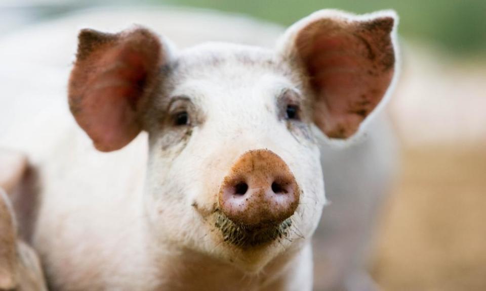 Close up of face of Gloucester Old Spot Pig, UK