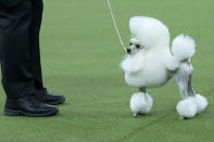 <p>Cami, a toy poodle, competes in the Toy group during the 142nd Westminster Kennel Club Dog Show, Monday, Feb. 12, 2018, at Madison Square Garden in New York. (Photo: Mary Altaffer/AP) </p>