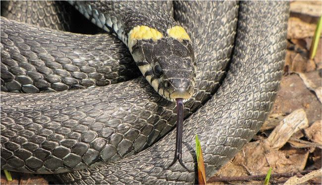 日本一名遊客在山區發現雙頭蛇屍體。（示意圖／翻攝自Pixabay）