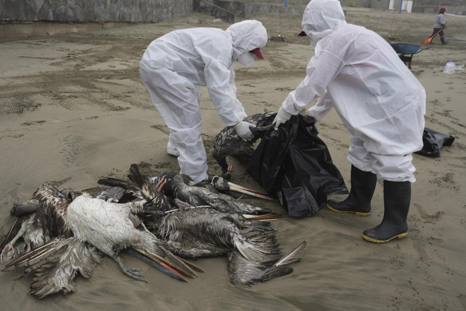 FILE - Municipal workers collect dead pelicans on Santa Maria beach in Lima, Peru, Nov. 30, 2022, as thousands of birds died in November along the Pacific of Peru from bird flu, according to The National Forest and Wildlife Service (Serfor). A man in Chile is infected with a bird flu that has concerning mutations, according to a new lab analysis. But U.S. health officials said Friday, April 14, 2023, that the threat to people remains low. (AP Photo/Guadalupe Pardo, File)