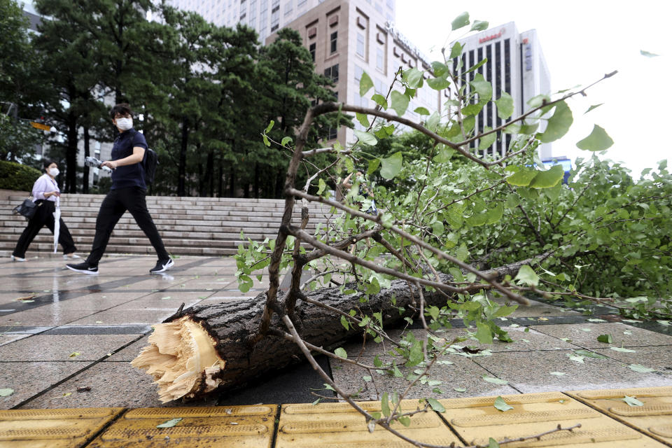 A fallen tree caused by strong winds lies across a sidewalk in downtown Seoul, South Korea, Thursday, Sept. 3, 2020. A powerful typhoon ripped through South Korea’s southern and eastern coasts with tree-snapping winds and flooding rains Thursday, knocking out power to thousands of homes. (Ryu Young-suk/Yonhap via AP)