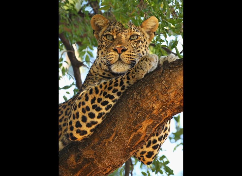 A leopard looks out from a tree at Mashat.  <em>  Photo by Cameron Spencer/Getty Images</em>