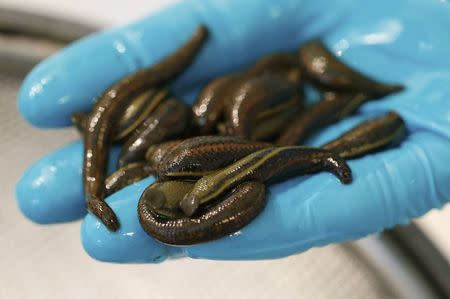 A researcher checks leeches in quarantine at the Ricarimpex laboratory in Eysines, Southwestern France, July 22, 2016. REUTERS/Regis Duvignau