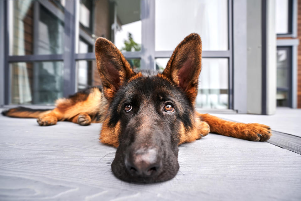 Closeup of a dog